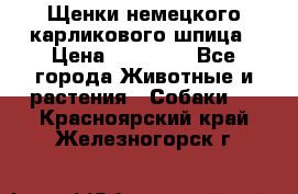 Щенки немецкого карликового шпица › Цена ­ 20 000 - Все города Животные и растения » Собаки   . Красноярский край,Железногорск г.